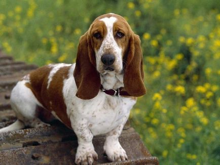 Totul despre rasa Basset Hound