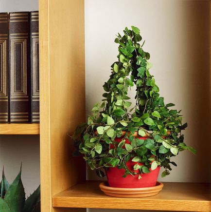 Curly casa plante umbra-iubitor cu frunze verzi și flori albe, tipuri și nume, de îngrijire