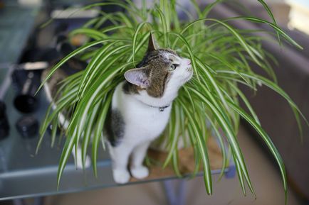 Curly casa plante umbra-iubitor cu frunze verzi și flori albe, tipuri și nume, de îngrijire