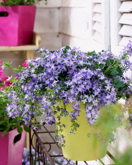 Curly casa plante magnific șapte