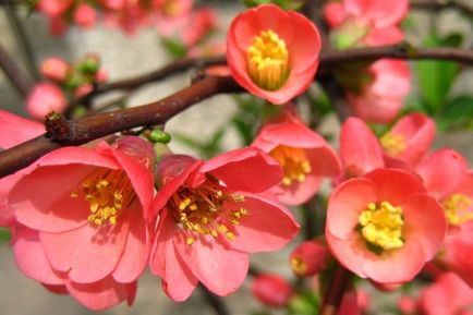 Chaenomeles (birs), ültetés, gondozás, szaporítás dugványozással, rétegződés, magok