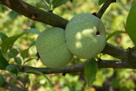 Chaenomeles (birs), ültetés, gondozás, szaporítás dugványozással, rétegződés, magok