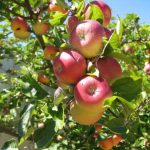 Chaenomeles - a japán birs, gazdagon berendezett kert