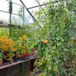 Хеномелес - японська айва, садимо сад
