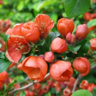 Chaenomeles - a japán birs, gazdagon berendezett kert