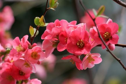 Хеномелес - японська айва, садимо сад