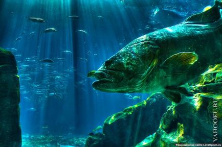 Mérgező halak déltengeri - a viselkedési szabályok és elsősegély