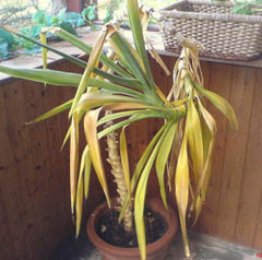 Yucca, îngrijire la domiciliu, boli