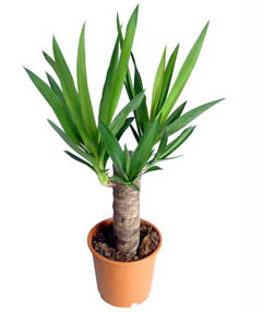 Yucca, otthoni gondozást, betegség