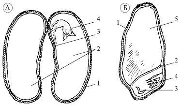 Sarcina a11