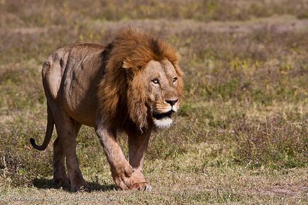 Rezervația Ngorongoro în Tanzania