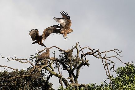 Ngorongoro Természetvédelmi Terület Tanzánia