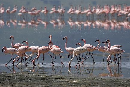 Rezervația Ngorongoro în Tanzania