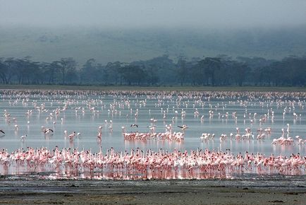 Rezervația Ngorongoro în Tanzania