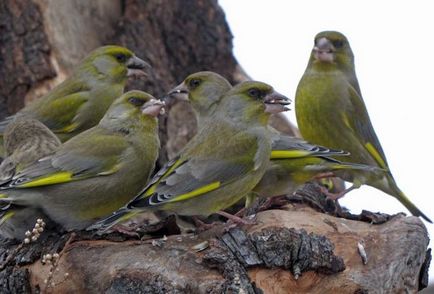 Specii de Carduelis chloris, fotografii, voce și fapte inerte