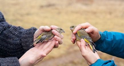 Specii de Carduelis chloris, fotografii, voce și fapte inerte