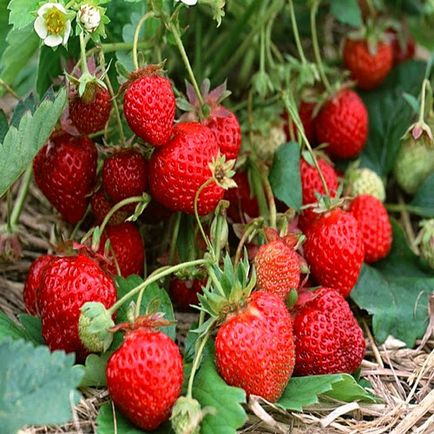 Retete de frumusete de capsuni