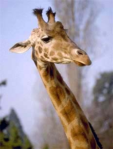 Girafă (camelopardalis giraffa) girafă obișnuită, serengeti, fotografie, girafă albino, adulți