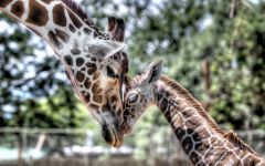 Girafă (camelopardalis giraffa) girafă obișnuită, serengeti, fotografie, girafă albino, adulți