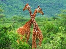 Girafă fapte interesante din viața unui animal