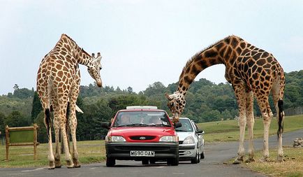 Zsiráf érdekes tény a az állat élete