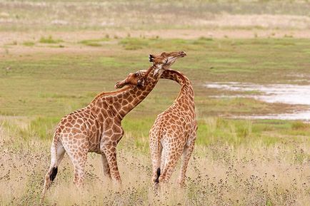 Girafă fapte interesante din viața unui animal