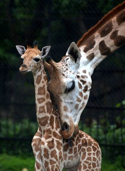 Girafă fapte interesante din viața unui animal