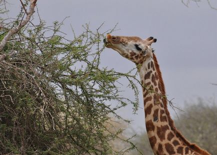 Girafă fapte interesante din viața unui animal