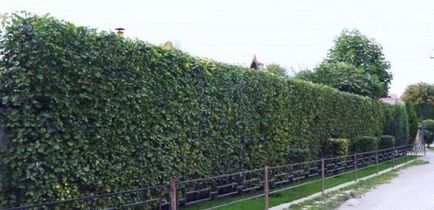 Un hedge de păducel, răsaduri folosite, plantarea unui gard vicios