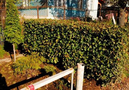 Hedge galagonya használt palánták ültetése tüskés sövény (sövények galagonya kezével) Hedge galagonya használt palánták ültetése tüskés sövény