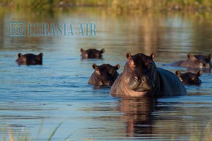 Animalele din Botswana