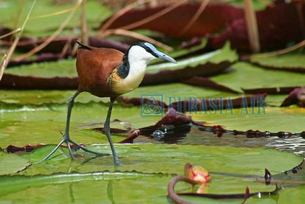 Animalele din Botswana