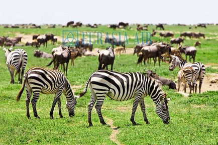 Animalele din Botswana