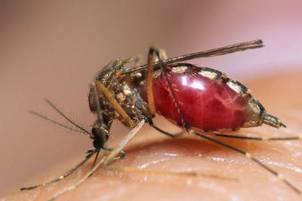 Знаєте, чому комарі кусають вас більше, ніж інших