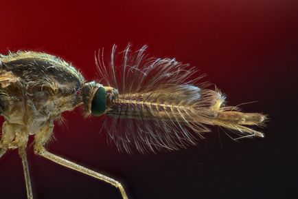 Знаєте, чому комарі кусають вас більше, ніж інших