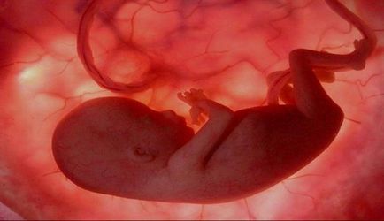 6 luni de sarcină - fotografie a abdomenului și a fătului