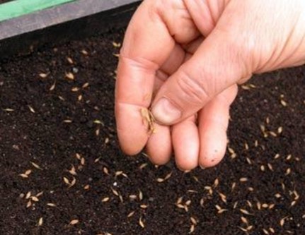 Ageratum crescând din semințe