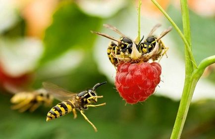 Alergia la o intepatura de viespi si o reactie alergica fatala