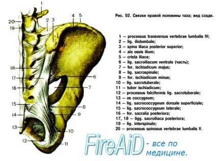 Anatomia unificării oaselor pelvine