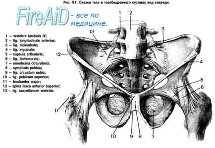 Anatomia unificării oaselor pelvine