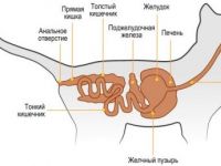Caracteristici anatomice și fiziologice ale pisicilor - clinici independente - veterinare, grădinițe, role