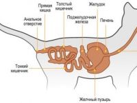 Anatómiai és fiziológiai jellemzőit macskák - független - állatorvosi klinikák, óvodák, görgők (főleg macska) Anatómiai és élettani jellemzői macskák - független - állatorvosi klinikák, óvodák, görgők