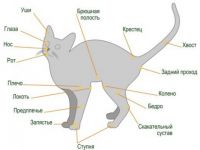 Caracteristici anatomice și fiziologice ale pisicilor - clinici independente - veterinare, grădinițe, role