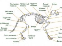 Анатомо-фізіологічні особливості кішок - незалежна - ветеринарні клініки, дитячі сади, катки