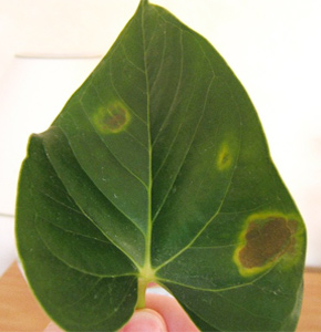 Anthurium - gondoskodás az otthon, a transzfer és a szaporodás (Anthurium) Anthurium - gondoskodás az otthon, a transzfer és reprodukciós