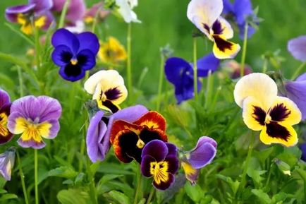 Pansies, sfaturi pentru plantare, îngrijire și fotografie de flori