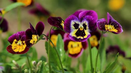 Pansies, sfaturi pentru plantare, îngrijire și fotografie de flori