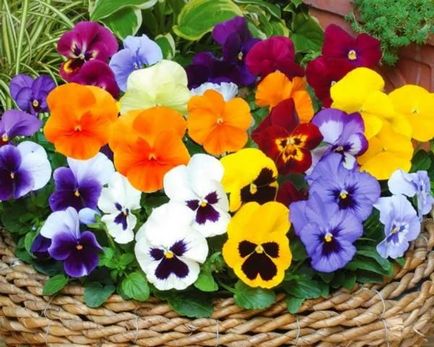 Pansies, sfaturi pentru plantare, îngrijire și fotografie de flori