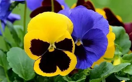 Pansies, sfaturi pentru plantare, îngrijire și fotografie de flori