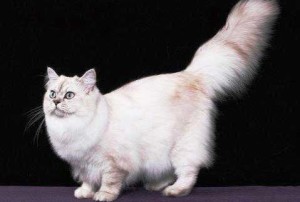 Австралійська тиффани опис породи кішки, характер (фото)